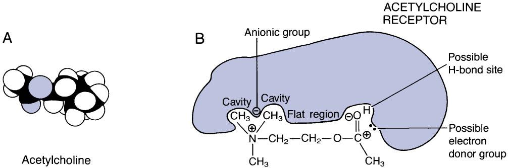 Atsetüülkoliinkolinoretseptorkompleks Aine konformatsioon määrab tema afiinsuse retseptoriga Ravimite (ligandide) tüübid Agonist Antagonist Konkureeriv antagonist Mittekonkureeriv antagonist