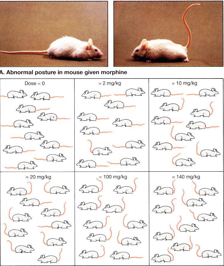 ligandi omavahelise tõmbetugevuse mõõde. Sisemine aktiivsus (Intrinsic activity) - näitab ligandi võimet aktiveerida retseptorit peale retseptoriga seostumist.