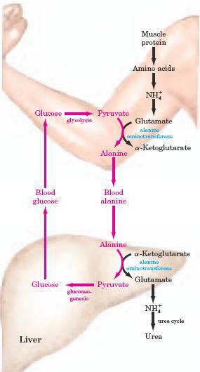 Alanine mang NH 4 + từ cơ