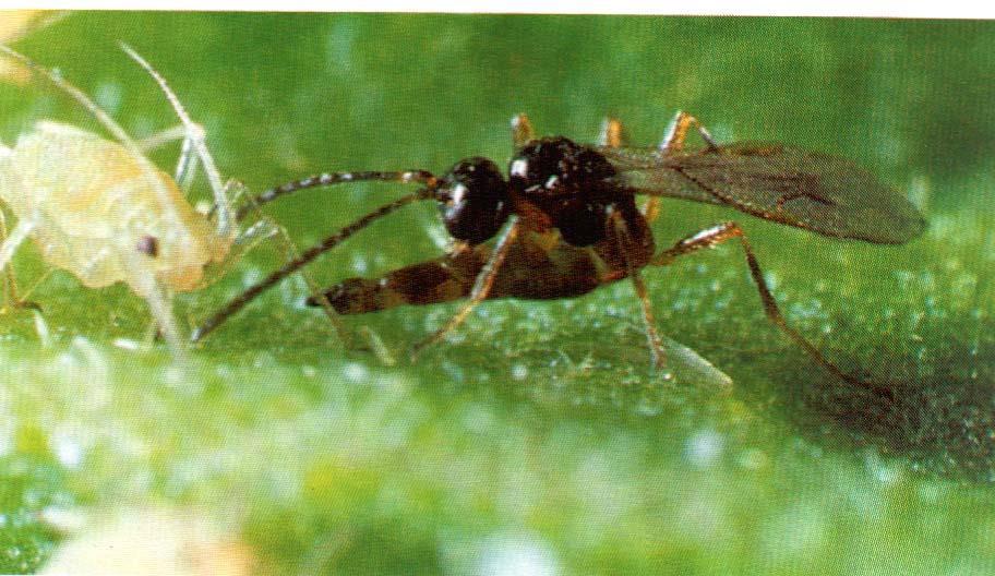 Aphidius matricaria