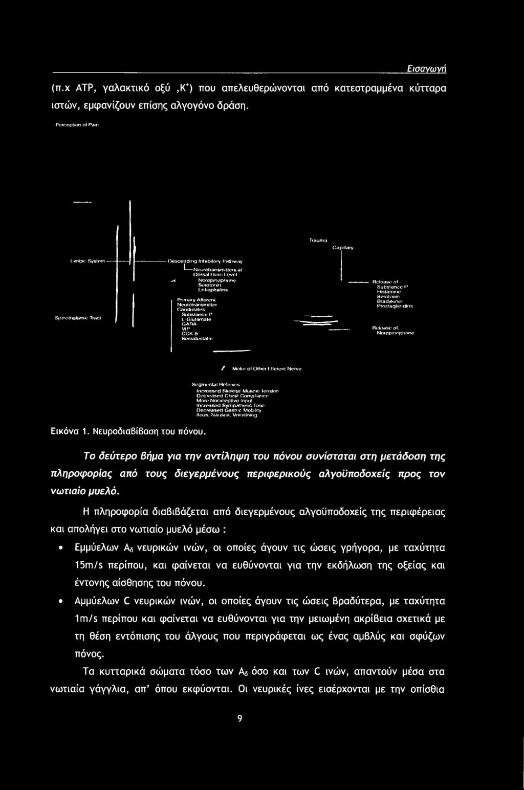 More Nociceptive Input Increased Sympatiwhc Tone Decreased Gastric Mobility Ileus. Nausea. Vomilinmg Εικόνα 1. ΝευροδιαΒίΒαση του πόνου.