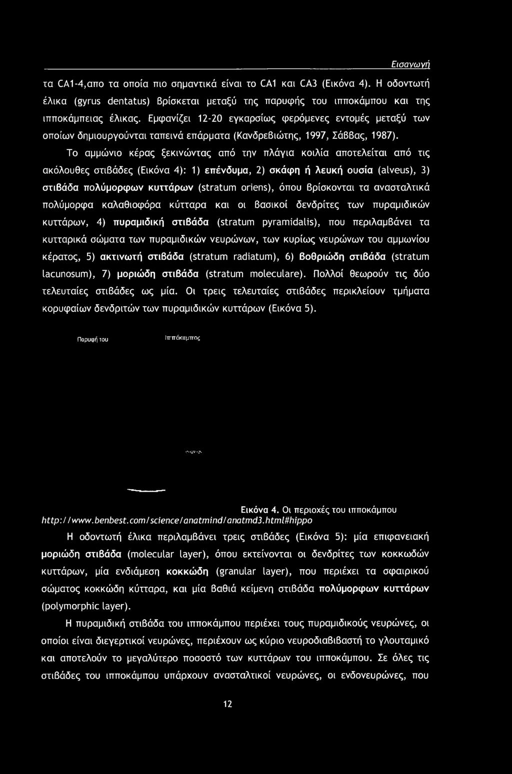 πυραμιδικών νευρώνων, των κυρίως νευρώνων του αμμωνίου κέρατος, 5) ακτινωτή στιβάδα (stratum radiatum), 6) βοθριώδη στιβάδα (stratum lacunosum), 7) μοριώδη στιβάδα (stratum moleculare).