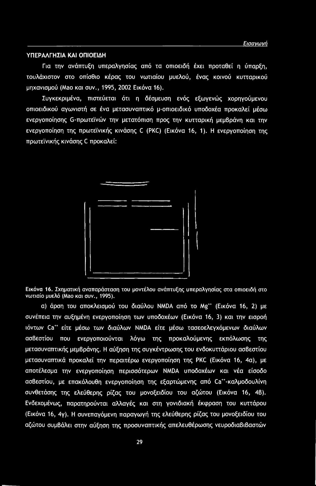 Συγκεκριμένα, πιστεύεται ότι η δέσμευση ενός εξωγενώς χορηγούμενου οπιοειδικού αγωνιστή σε ένα μετασυναπτικό μ-οπιοειδικό υποδοχέα προκαλεί μέσω ενεργοποίησης G-πρωτεϊνών την μετατόπιση προς την