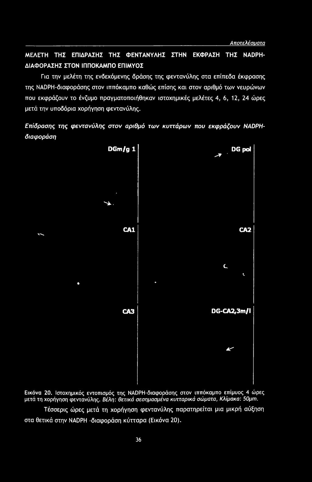 , i, vs CA1 CA2 'f' jgf- Q %r CA3 DG-CA2,3m/l AT' Εικόνα 20.