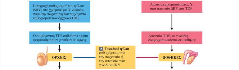 Γοναδικό Φφλο Τα κφτταρα τθσ γεννθτικισ ακρολοφίασ είναι φυςιολογικά προγραμματιςμζνα να διαφοροποιθκοφν προσ ωοκθκικό ιςτό, εκτόσ αν διεγερκοφν προσ ανάπτυξθ όρχεων από τθν παρουςία του χρωμοςϊματοσ