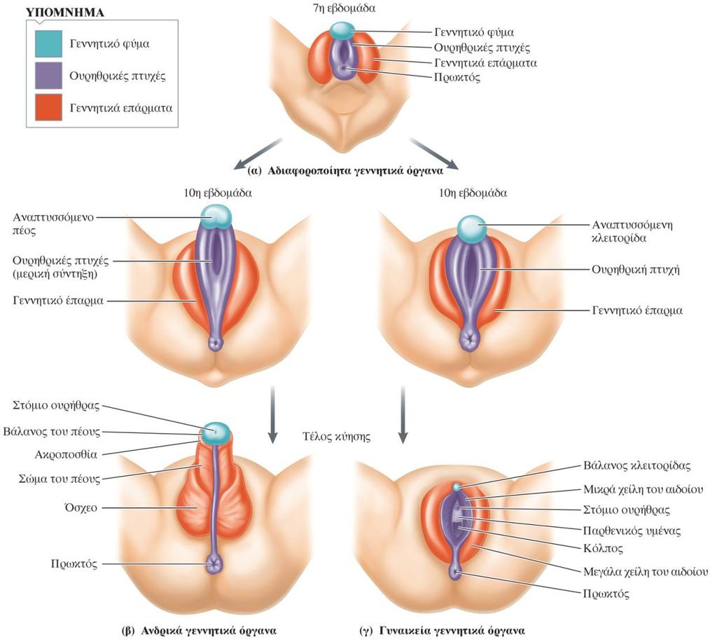 Φυλετικι διαφοροποίθςθ των εξωτερικϊν γεννθτικϊν οργάνων Κατά τθ 10 θ προσ 12 θ εβδομάδα κφθςθσ, το φφλο του εμβρφου μπορεί εφκολα να διακρικεί από τθν