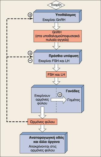 Ζλεγχοσ λειτουργίασ τθσ αναπαραγωγισ GnRH: γοναδοεκλυτίνθ Γοναδοτροπίνεσ: FSH: κυλακιοτροπίνθ ι κυλακιοτρόποσ ορμόνθ. LH: Ωχρινοτροπίνθ ι ωχρινοτρόποσ ορμόνθ.
