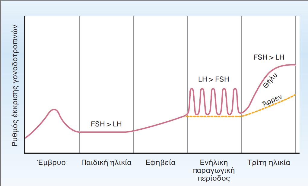 Ζκκριςθ γοναδοτροπινϊν κατά τθ διάρκεια τθσ ηωισ Πικανι επίδραςθ λεπτίνθσ και μελατονίνθσ ςτουσ