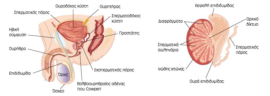 Ανδρικό αναπαραγωγικό ςφςτθμα