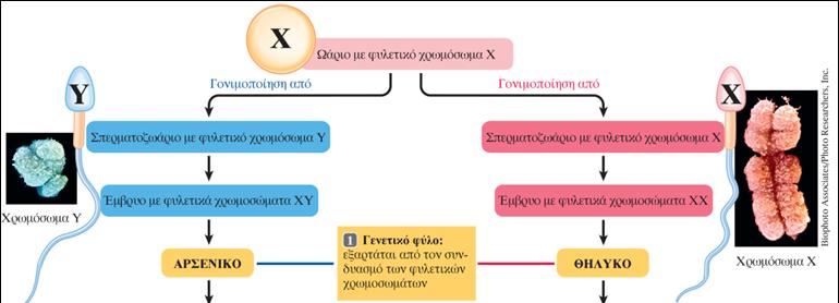 Γενετικό Φφλο Το γενετικό φφλο κακορίηεται τθ ςτιγμι τθσ ςφλλθψθσ από το φυλετικό χρωμόςωμα του ςπερματοηωαρίου που ςυμμετζχει