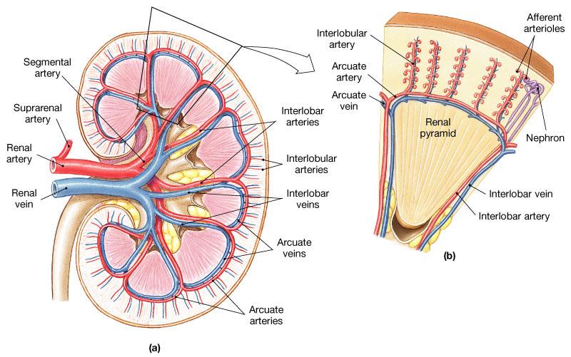 παροχή αίματος στο νεφρό προσαγωγά αρτηρίδια Μεσολόβιες αρτηρίες