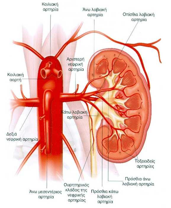 νεφρική αρτηρία η νεφρική αρτηρία διακλαδίζεται σε