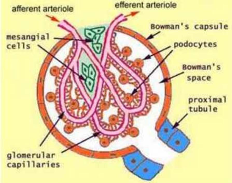 Από τις μεσολοβίδιες αρτηρίες εκπορεύονται τα προσαγωγά αρτηρίδια (Αfferent arterioles).