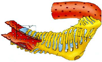 The filtration barrier - podocytes