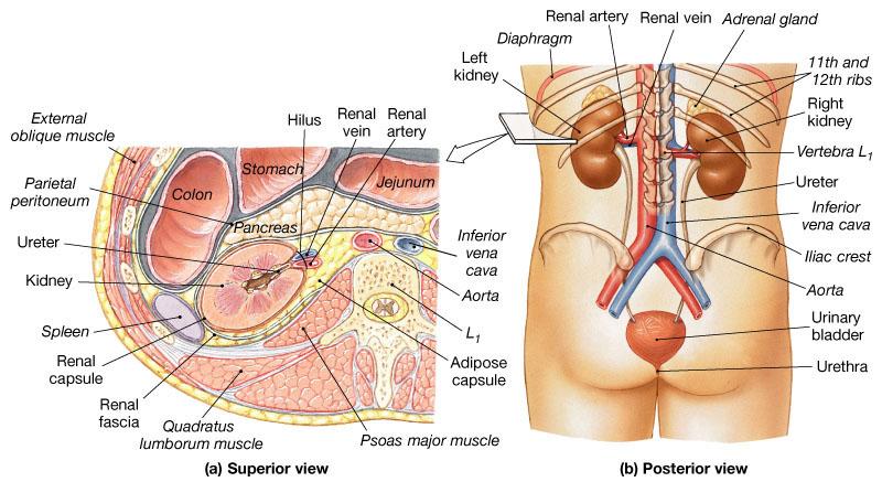 Η θέση των νεφρών τοιχωματικό περιτόναιο νεφρική