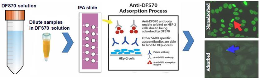 Ανοσοπροσρόφηση αντι-dfs-70 αντισωμάτων και επανέλεγχος ΑΝΑ Mahler Μ et al. Clinical and Developmental Immunology 2012. A.