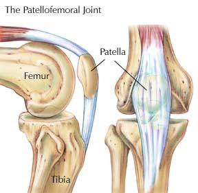 Επιγονατιδομηριαία άρθρωση Από την έκταση μέχρι την πλήρη κάμψη του γόνατος η επιγονατίδα γλιστρά περίπου 7-8 εκατοστά στους μηριαίους κονδύλους.