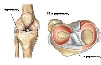 Μηνίσκοι Οι κατόψεις δείχνουν ότι οι μηνίσκοι έρχονται να παρεμβληθούν μεταξύ κονδύλων και γληνών εκτός από τα κέντρα κάθε γλήνης και από το επίπεδο των μεσογλήνιων επαρμάτων.