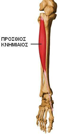 Στην ιγνυακή επιφάνεια της οπίσθιας επιφάνειας της κνήμης.