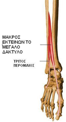 Έκφυση Ο μυς εκφύεται από τη μέση μοίρα της έξω επιφάνειας της περόνης και από την κοντινή μοίρα του μεσοστέου υμένα.