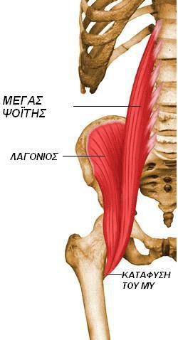 Γενικά Τον λαγονοψοϊτη στην πραγματικότητα τον απαρτίζουν δύο μύες, ο μείζων ψοϊτης (psoas mazor) και ο λαγόνιος μυς (iliacus).