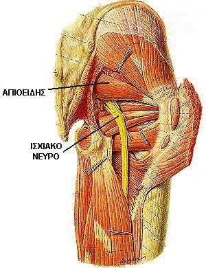 ΕΞΩ ΣΤΡΟΦΕΙΣ ΜΥΕΣ ΤΟΥ ΙΣΧΙΟΥ ΑΠΙΟΕΙΔΗΣ Έκφυση Εκφύεται με οδοντώματα από την πρόσθια έξω