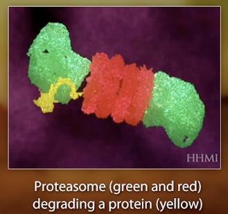 Τα πρωτεοσώματα αποδομούν σηματοδοτημένες πρωτεΐνες Ένας σημαντικός μηχανισμός πρωτεϊνικής ρύθμισης είναι η ελεγχόμενη αποδόμηση μια πρωτεΐνης από μεγάλα σύμπλοκα πρτεΐνών,