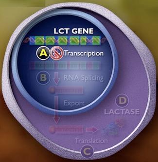 Πώς απενεργοποιείται το γονίδιο LCT; Στους περισσότερους ανθρώπους με δυσανεξία στη λακτόζη, η μεταγραφή του γονιδίου LCT είναι μειωμένη δραματικά, με αποτέλεσμα να έχουν πολύ χαμηλά