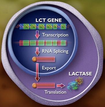 Έκφραση του γονιδίου της λακτάσης Ένα γονίδιο εκφράζεται όταν μεταγράφεται, μεταφράζεται, και επεξεργάζεται κατάλληλα για να παραχθεί πρωτεΐνη.