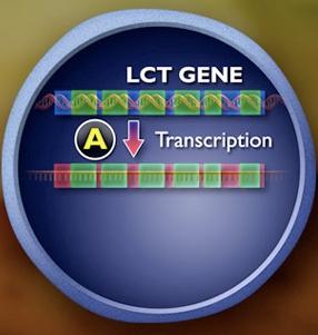 A: Ρύθμιση της μεταγραφής Ο πιο αποτελεσματικός τρόπος να διακοπεί η έκφραση ενός γονιδίου είναι η διακοπή της μεταγραφής.