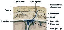 Mετωπιαίο Ρινικό Tριχωτό της κεφαλής ιπλοϊκές φλέβες Aναστομωτική φλέβα Ενδοθηλιακή στιβάδα της σκληράς μήνιγγας Έξω πλάκα ιπλόη Bρεγματικό Kόλπος της σκληρής μήνιγγας Έσω πλάκα Σκληρά