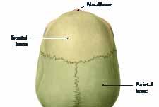 φλέβα Eγκάρσιος κόλπος Σιγμοειδής κόλπος Έξω σπονδυλικό φλεβικό πλέγμα Iνιακή αναστομωτική φλέβα Mαστοειδής αναστομωτική φλέβα Kονδυλική αναστομωτική φλέβα. 1.