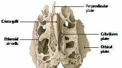 . 1.37 Ενσωμάτωση του ηθμοειδούς οστού στην εσωτερική επιφάνεια της βάσης του κρανίου Άνω όψη.
