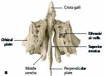Το ηθμοειδές περιβάλλεται από το μετωπιαίο και το σφηνοειδές.. 1.38 Ενσωμάτωση του ηθμοειδούς οστού στο σκελετό του προσώπου Πρόσθια όψη.