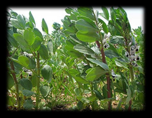 Α.2 Φυτικό Υλικό Α.2.1. Κουκί- Vicia Faba L., Fabaceae Τα κουκιά ανήκουν στο γένος Vicia και το επιστημονικό τους όνομα είναι Vicia faba L.