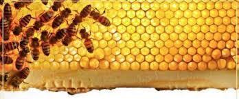 Τι κερδίζεις: Τεχνικός Μελισσοκομίας Μελετάς σε συνεργασία με τους τεχνολόγους τροφίμων και τους pastry chef του ΙΕΚ, τη δημιουργία νέων προϊόντων με βάση το μέλι για άνοιγμα σε νέες αγορές.