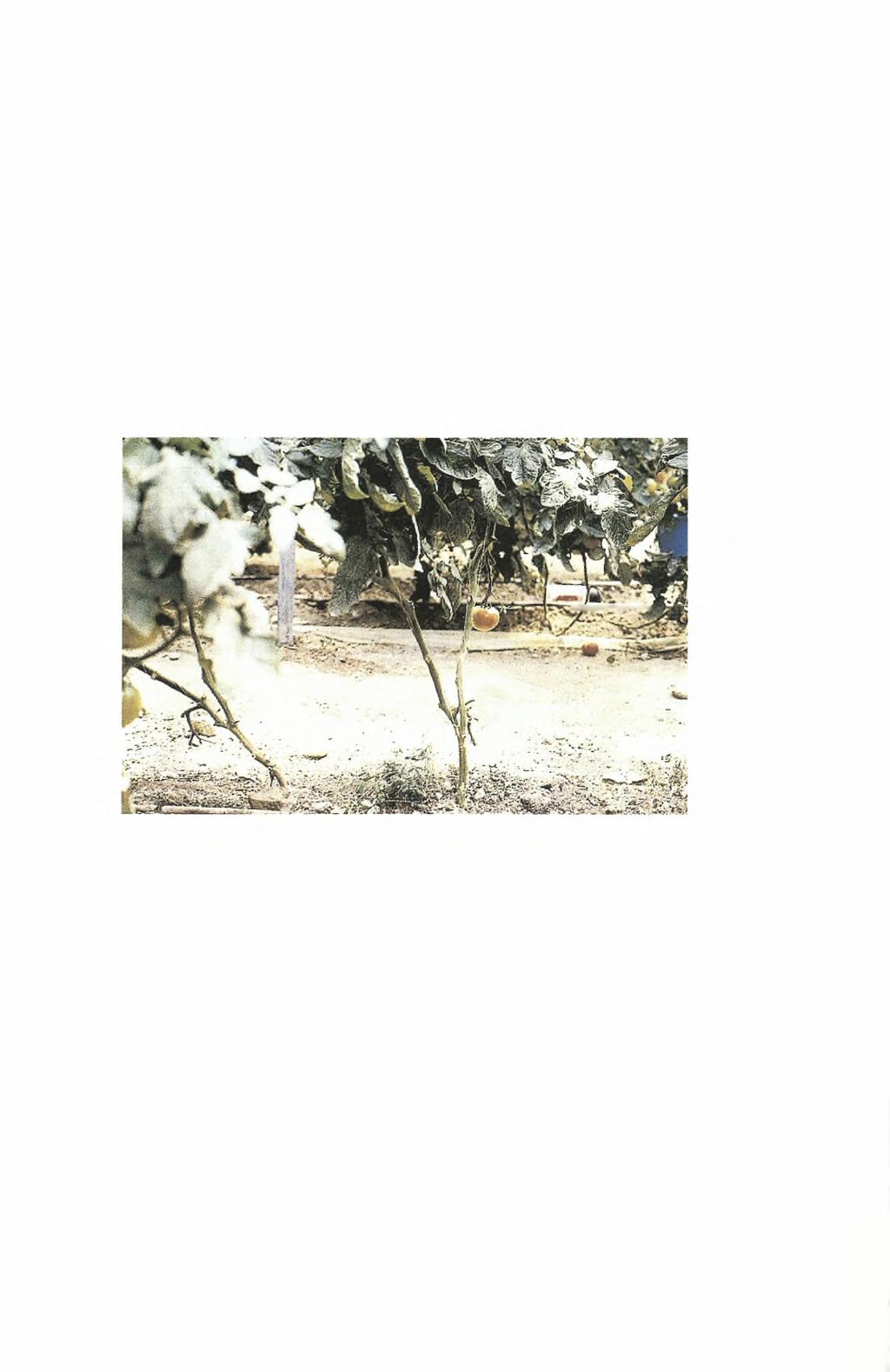 Υλικά & Μέθοδοι 4.1.6.4. Κλαδέματα (βλαστολογήματα & κορυφολογήματα) Τα φυτά μορφώθηκαν στο διστέλεχο σύστημα (Εικόνα 8).