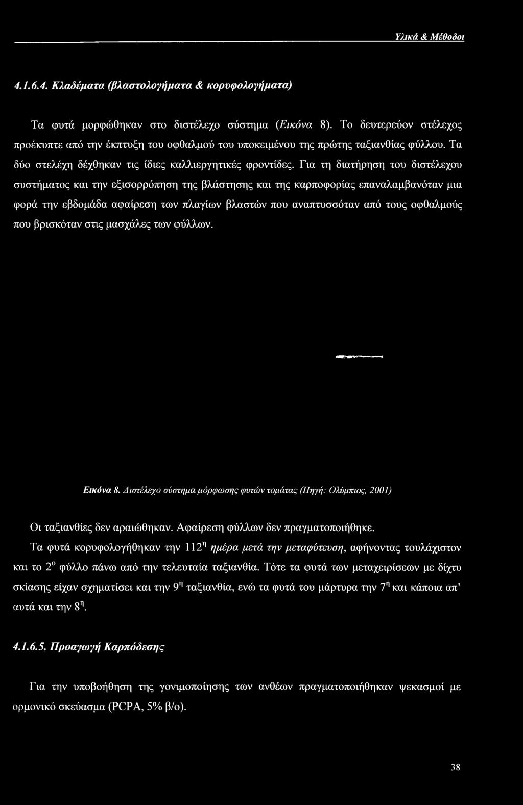 Αφαίρεση φύλλων δεν πραγματοποιήθηκε. Τα φυτά κορυφολογήθηκαν την 112η ημέρα μετά την μεταφύτευση, αφήνοντας τουλάχιστον και το 2 φύλλο πάνω από την τελευταία ταξιανθία.