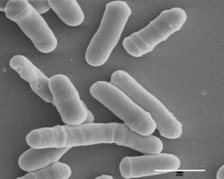 Pri kvasovkah poznamo različne načine enocelične nespolne rasti: a) brstenje npr. pivske kvasovke Saccharomyces cerevisiae.