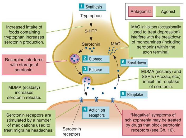 Σεροτονεργική Σύναψη Φάρμακα GPCRs: 5-HT 1-7 Δίαυλοι: 5-ΗΤ