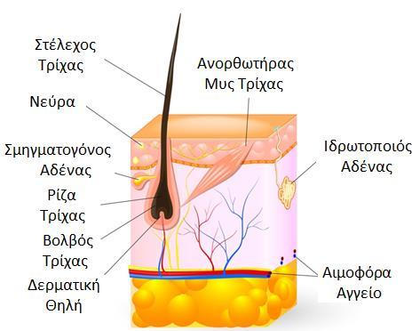 μόνο μέρος όπου τα κύτταρα είναι ζωντανά καθώς μετά την απομάκρυνσή τους είναι πλήρως κερατινοποιημένα και νεκρά. Αλλοιώσεις της θηλής του χορίου έχουν ως αποτέλεσμα την απώλεια της τρίχας.