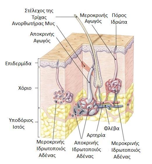 2.3.3.2 Ιδρωτοποιοί Αδένες Οι ιδρωτοποιοί αδένες υπάρχουν σε όλη την επιφάνεια του δέρματος, εκτός από το δέρμα των φρυδιών, το ερυθρό των χειλιών, την έσω επιφάνεια του πτερυγίου του αυτιού, τα