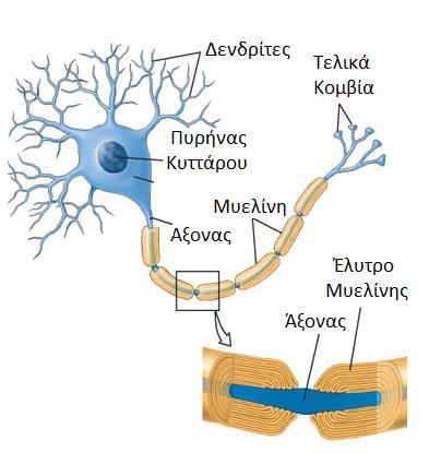 ανήκουν οι διάμεσοι νευρώνες που εξυπηρετούν τοπικές συνδέσεις μέσα στο ΚΝΣ και οι υποδοχείς αισθήσεων όσφρησης, όρασης και ισορροπίας». 3.