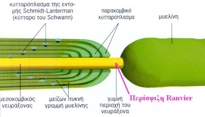 2.5.1.2.1 Ο Ρόλος της Μυελίνης Η μυελίνη είναι μια ουσία η οποία αυξάνει την ταχύτητα της αγωγής του νευρικού ερεθίσματος κατά μήκος των νευροαξόνων με δύο τρόπους.