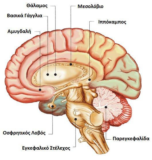 Ενώ η αμυγδαλή τροφοδοτεί την παρορμητική συμπεριφορά, ο νεοφλοιός και συγκεκριμένα η περιοχή πίσω από το μέτωπο ελέγχει το συναίσθημα και βοηθά να αντιμετωπίσουμε αποτελεσματικά και λογικά μια