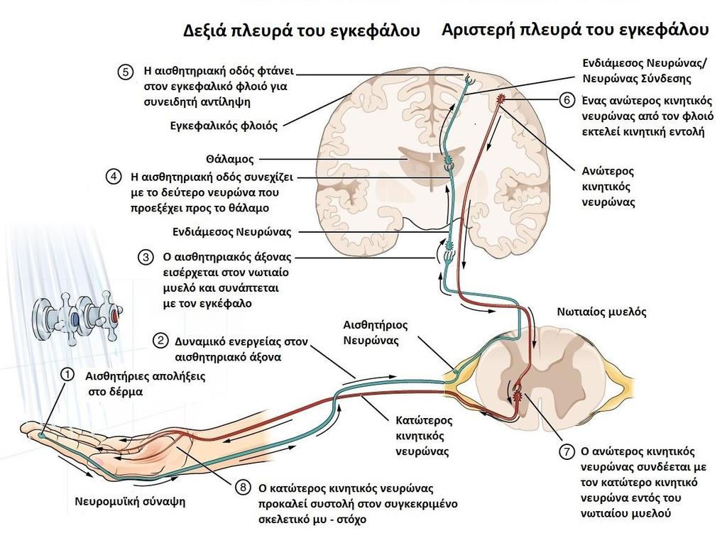 Εικόνα 31: Σχηματική