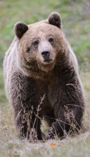 3.1 Η ΑΡΚΟΥΔΑ (Ursus arctos) Κατανομή και πληθυσμός 3.