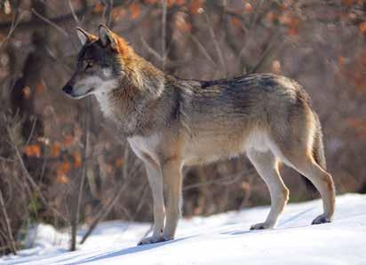 3.2 Ο ΛΥΚΟΣ (Canis lupus) Κατανομή και πληθυσμός 3.