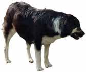 Σε ορισμένες περιπτώσεις κτηνοτροφικών εκμεταλλεύσεων παρατηρήθηκε το φαινόμενο της πρόκλησης σημαντικών ζημιών από λύκους, αμέσως μετά από δηλητηρίαση των ποιμενικών σκύλων από δολώματα.