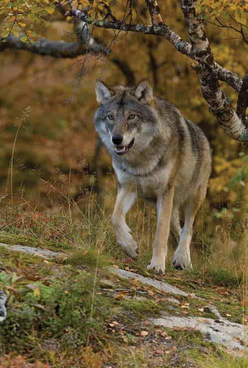 Λύκος (Canis lupus).